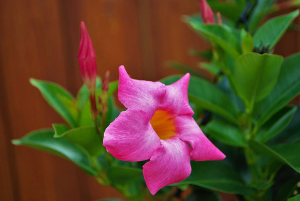 Fleur de trompette rock rose vif poussant au printemps - Photo, image