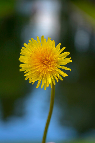 flor de diente de león amarillo sobre un fondo borroso de plantas y el cielo - Foto, Imagen