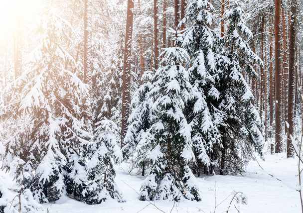 Pine and fir trees in snow in forest in winter. Scenic frost landscape in sunny weather. - Fotó, kép