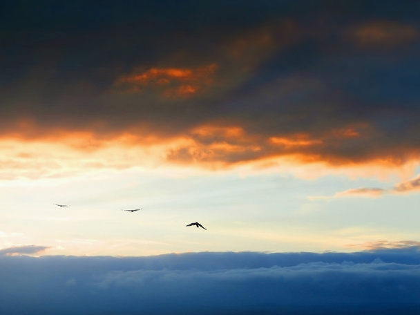 Vögel am Himmel - Foto, Bild