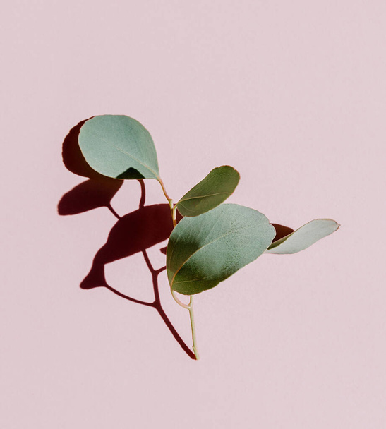 Eucalyptus branch on a pink background. - Photo, Image