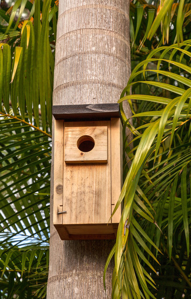 Skrzynka lęgowa ptaków przymocowana do palmy na południowej Florydzie. - Zdjęcie, obraz