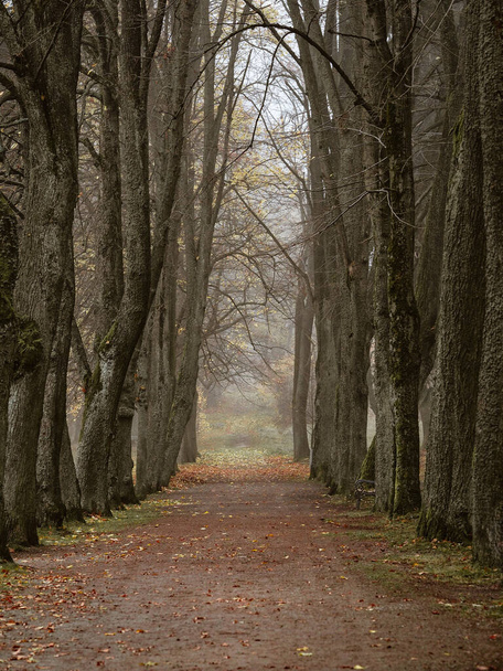 Foggy autumn alley in park. Landscape scene. - Photo, Image