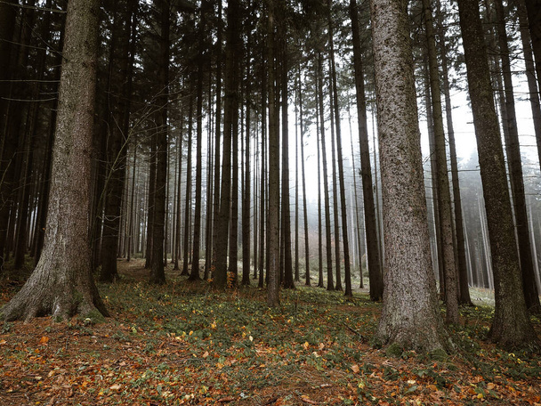 Δέντρα σε ομιχλώδες φθινοπωρινό δάσος. Σκηνή τοπίου. Πίσω φανάρι. - Φωτογραφία, εικόνα