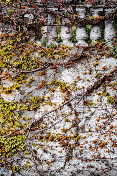 Il muro di pietra a pilastri è ricoperto di uva selvatica. L'uva da nubile parte in primavera. - Foto, immagini