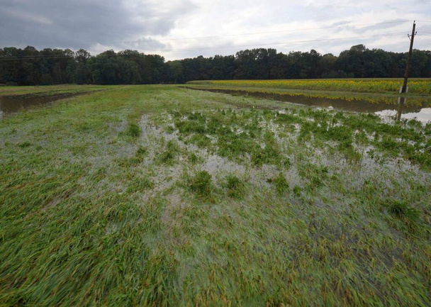 un campo inundado, agua y daños climáticos en la agricultura y la agricultura - Foto, imagen
