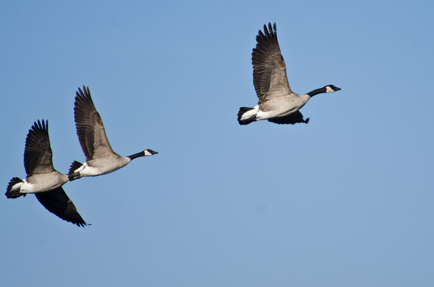 Три гуси Канады летают в голубом небе
 - Фото, изображение