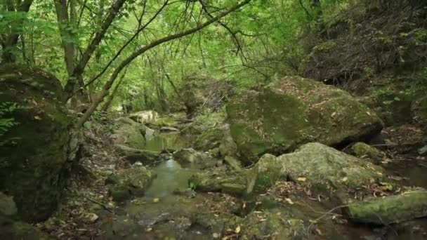Streaming water in Bechirs Gorge near Soroca, Moldova - Footage, Video