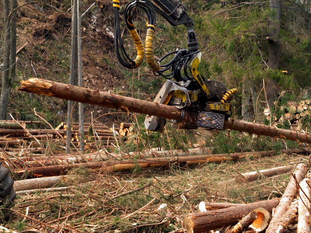 Mekaaninen puiden kaataminen metsässä
  - Valokuva, kuva