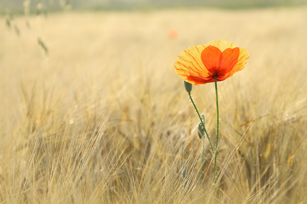 Lonely poppy in the field - Photo, Image