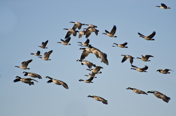 Большая стая гусей, летающих в голубом небе
 - Фото, изображение