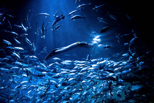 De reuzenmurene (Gymnothorax javanicus) zwemt tijdens een voedershow met een grote groep vissen in het aquarium. Er ligt veel puin in het water.. - Foto, afbeelding