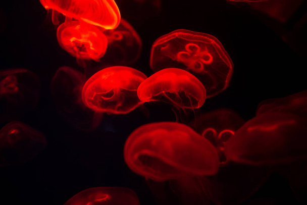 Suhahdusta käytetään abstraktin kuvan taustalla, monet valkoiset meduusat uivat huojuen, lempeästi ja pehmeästi, punaiset sävyt pimeässä.. - Valokuva, kuva