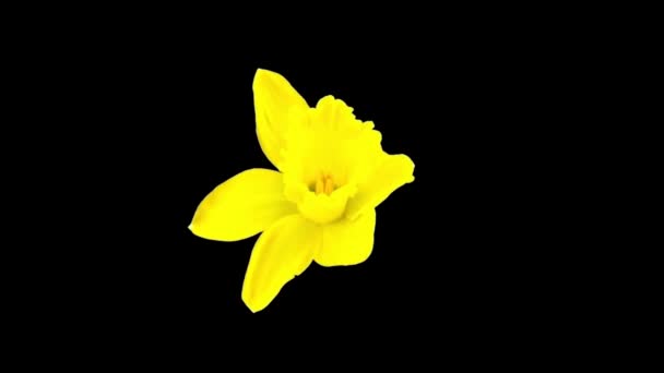 Kukka Blooming 4K Animaatioita. Kukka kukkii mustalla pohjalla. Kukka auki, aika umpeutuu, lähikuva. Häät tausta, Ystävänpäivä käsite. - Materiaali, video