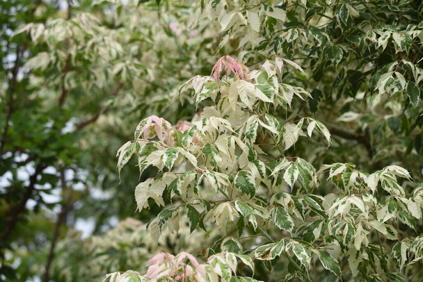 Boxelder maple (Acer negundo) is an Aceraceae deciduous tree native to North America that is used for ornamental purposes such as park trees. - Photo, Image