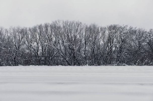 Land covered with even layer of snow and trees on the horizon. - Photo, Image