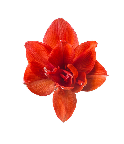 Blooming red double hippeastrum (amaryllis) 28 on white background isolated - Photo, Image