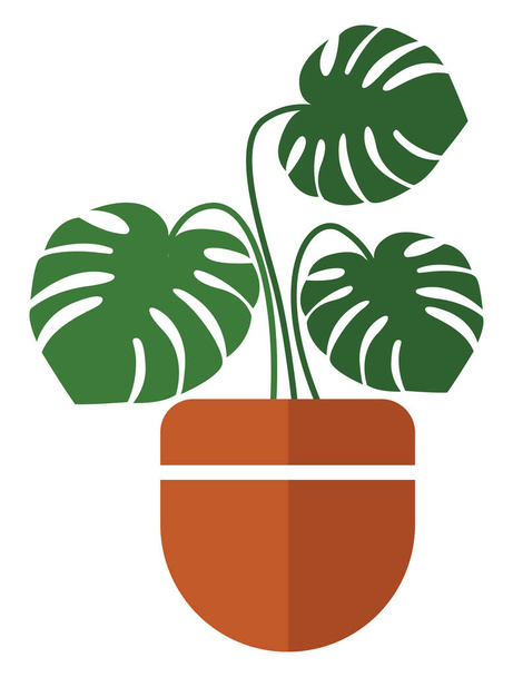 Adam plant in a pot, illustration, vector on white background. - Vektör, Görsel
