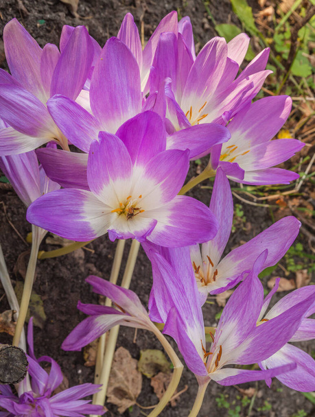 Colchicum autumnal or naked lady flowering during autumn in the garden. Flat lay  - Photo, Image