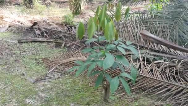joven árbol de plántulas Hevea brasiliensis creciendo salvajemente. - Imágenes, Vídeo
