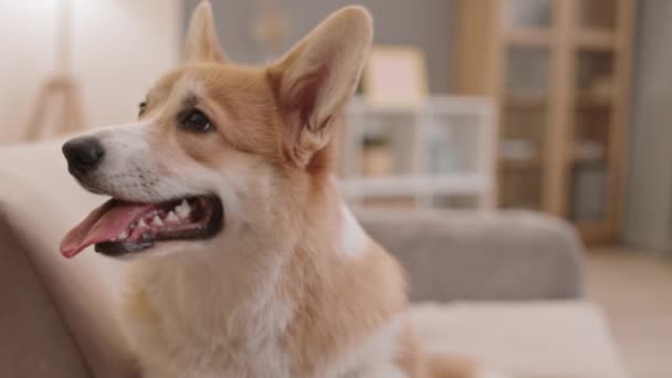 Großaufnahme Porträt des glücklichen süßen Pembroke Welsh Corgi Hundes mit herausgestreckter Zunge, der auf der Couch im Zimmer sitzt und einen lächelnden Gesichtsausdruck auf der Schnauze hat - Filmmaterial, Video