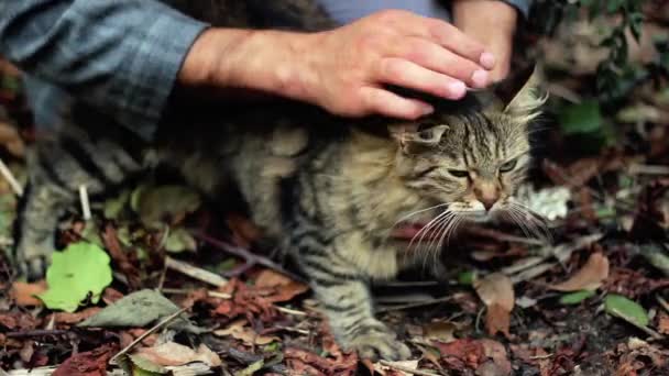 Acariciar gato salvaje - Metraje, vídeo