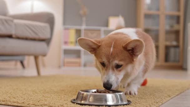 Lange Aufnahme eines glücklichen süßen Pembroke Welsh Corgi Hundes, der auf dem Boden im Wohnzimmer sitzt, dann aufsteht und zu seiner Schüssel kommt und anfängt zu essen - Filmmaterial, Video