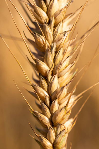 detalle de una espiga de grano maduro de cebada - Foto, Imagen