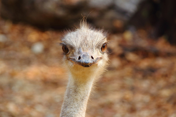 ostrich - Photo, Image