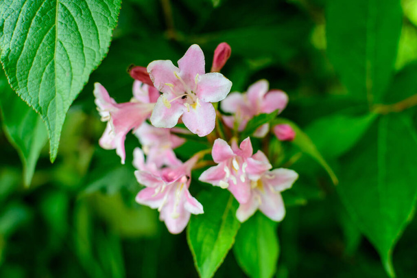 Wiele żywych różowych kwiatów magenta rośliny Weigela florida z kwiatami w pełnym rozkwicie w ogrodzie w słoneczny wiosenny dzień, piękny odkryty kwiatowy tło fotografowane z miękkim ostrości - Zdjęcie, obraz