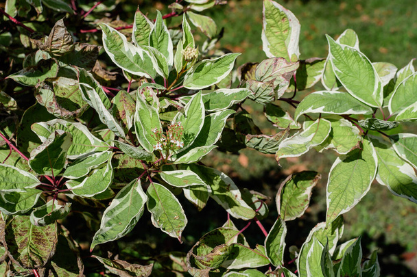 Witte en groene delicate bladeren van Cornus alba struik, bekend als rood blaft, wit of Siberisch dogwood, en groene bladeren in een tuin in een zonnige lentedag mooie outdoor bloemige achtergrond - Foto, afbeelding