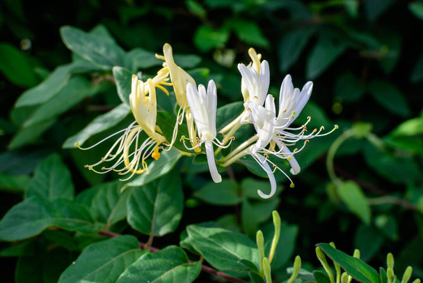 Gran arbusto verde con flores blancas frescas de la planta Lonicera periclymenum, conocida como madreselva o leñera común europea en un jardín en un día soleado de verano, hermoso fondo floral al aire libre - Foto, imagen