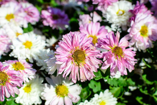 晴れた秋の日に庭の鍋に多くの鮮やかなピンクと白の菊xモリフォリウムの花、柔らかい焦点で撮影された美しいカラフルな屋外の背景 - 写真・画像