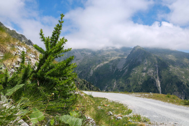 Nahaufnahme einer Kiefer mit einer wunderschönen Aussicht vom Weg, der zur Berghütte Cornisello im Val Nambrone im Trentino führt, Reisen und Landschaften in Italien - Foto, Bild