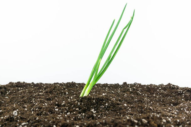 Blick auf die Zwiebelpflanze, die in den Boden eines Gemüsegartens auf weißem Hintergrund gepflanzt wurde - Foto, Bild