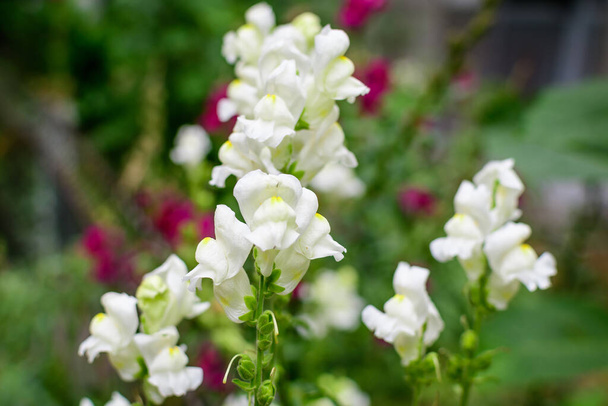 Sok fehér sárkány virágok vagy snapdragons vagy Antirrhinum egy napos tavaszi kertben, gyönyörű szabadtéri virágos háttér fényképezett lágy fókusz - Fotó, kép