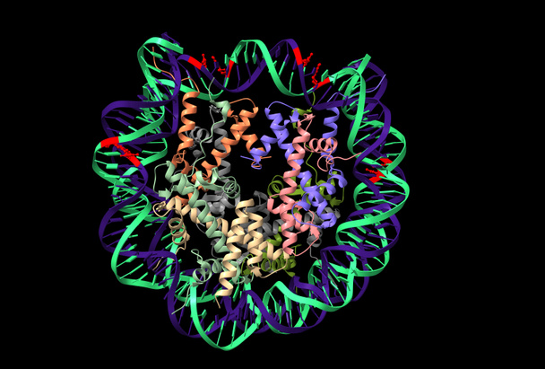 Ludzki nukleosom z CpG metylowanym (czerwonym) DNA pokazano, model kreskówki 3D izolowane, czarne tło - Zdjęcie, obraz