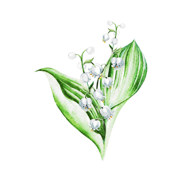 Lilies of the valley flowers. Watercolor hand drawn illustration. - Photo, Image