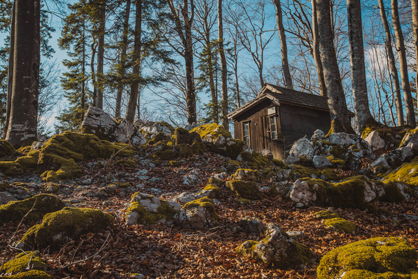 Antiguo cuartel del ejército o cabañas escondidas en las profundidades del bosque en Kocevje o Kocevski rog. Un escondite partisano en Eslovenia llamado Baza 20 en un día soleado de invierno. Visible una de las cabinas. - Foto, Imagen