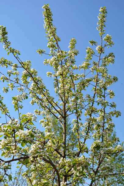 Blossoming of young pears in early spring. Nature awakening after a long winter. Pear flowers close up. Fruit trees bloom in the garden. Vertical photo. - Фото, зображення