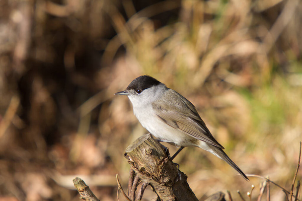 Male blackcap sits on branch in forest - Photo, Image
