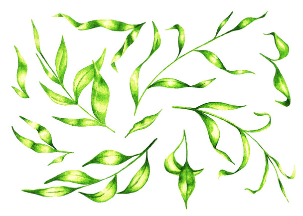 Set of different leaves on a white background. Watercolor illustration - Foto, Imagem