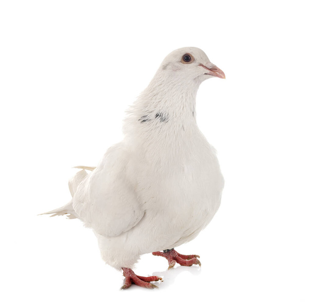 texan pigeon in front of white background - Photo, Image