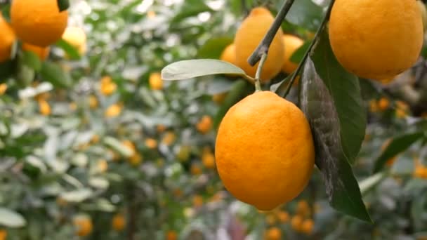 Raccolta di agrumi molti limoni gialli maturi appesi ai rami degli alberi in serra di limonaria - Filmati, video