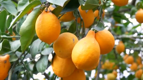 Los cítricos cosechan muchos limones amarillos maduros que cuelgan de las ramas de los árboles en invernadero de limonaria. Jardín de limón. Vista de cerca - Metraje, vídeo