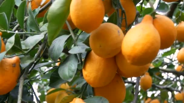Récolte d'agrumes de nombreux citrons jaunes mûrs suspendus sur les branches des arbres dans la serre de citronnelle. Citronnier. Vue rapprochée - Séquence, vidéo