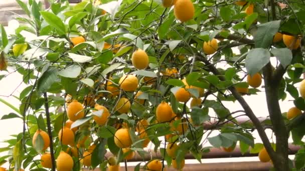 Récolte d'agrumes de nombreux citrons jaunes mûrs suspendus sur les branches des arbres dans la serre de citronnelle - Séquence, vidéo