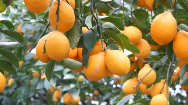 Цитрусовые собирают много спелых желтых лимонов, свисающих на ветвях деревьев в теплице лимонарии. Лимонный сад. Закрыть вид - Кадры, видео