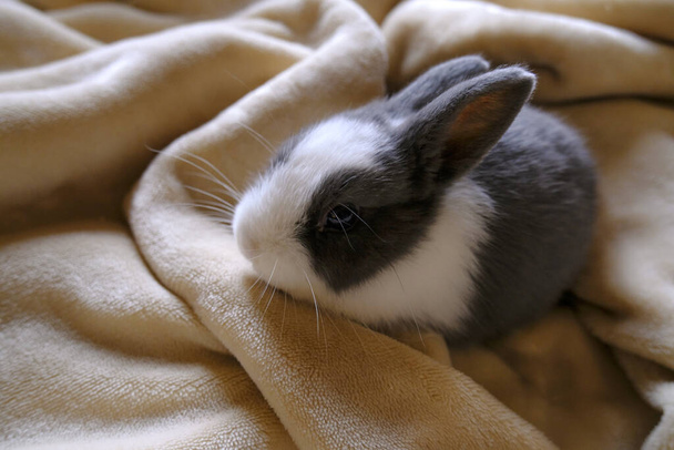 Adorable fluffy white and gray baby bunny sitting on beige blanket close-up. Cute domestic animal. Easter bunny - Photo, Image