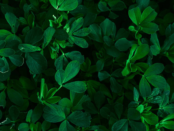 Fondo de hojas de color verde oscuro. - Foto, imagen